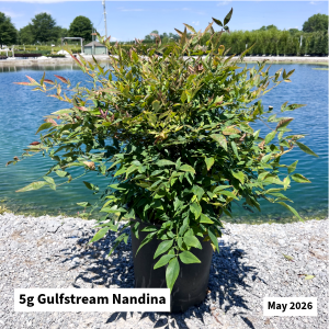 May 2026 5g Gulfstream Nandina Website